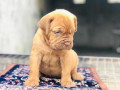 french-mastiff-puppies-for-sale-in-madurai-small-1