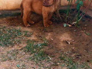 French Mastiff Puppies for Sale in Madurai