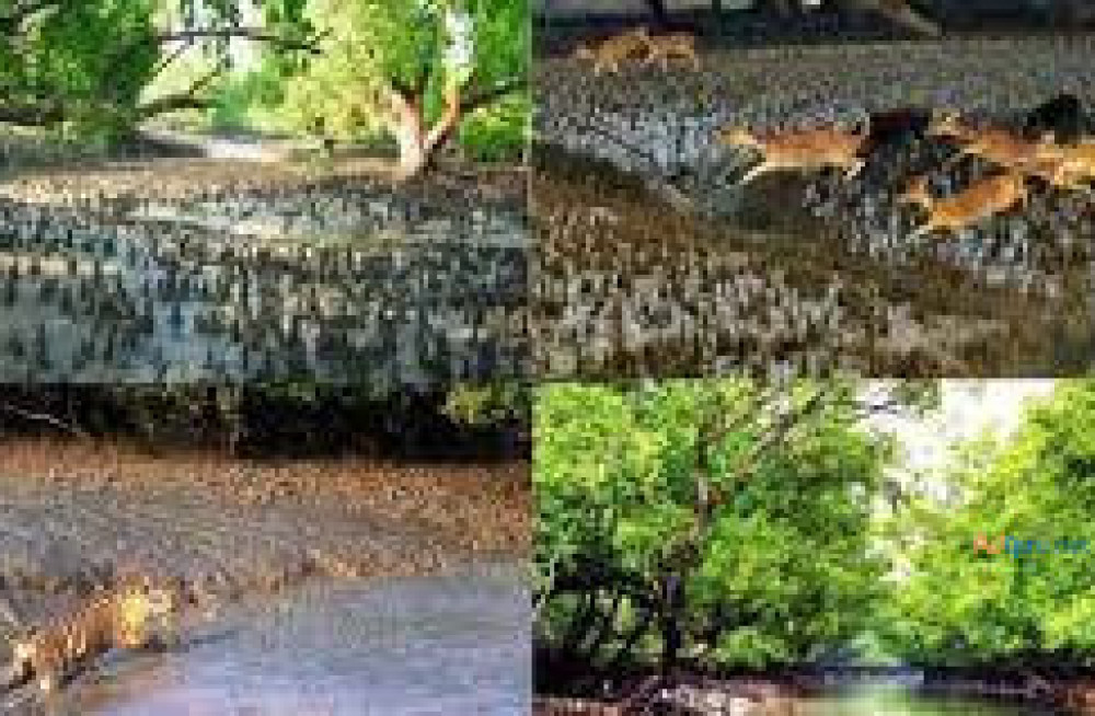 sundarban-2-nights-3-days-2024-big-0