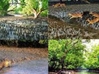 SUNDARBAN 2 NIGHTS 3 DAYS 2024