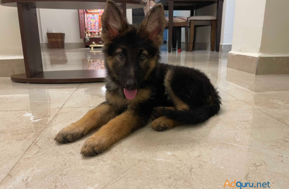 german-shepherd-puppies-for-sale-in-madurai-big-0