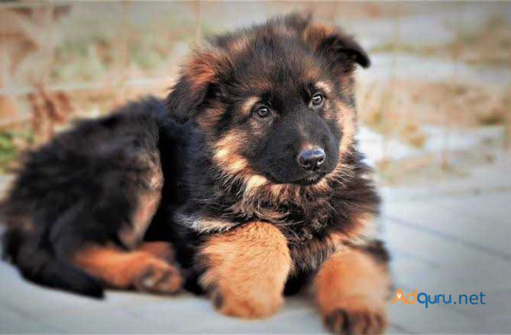 german-shepherd-puppies-for-sale-in-madurai-big-1