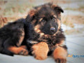 german-shepherd-puppies-for-sale-in-madurai-small-1