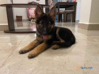 German Shepherd Puppies for Sale in Madurai