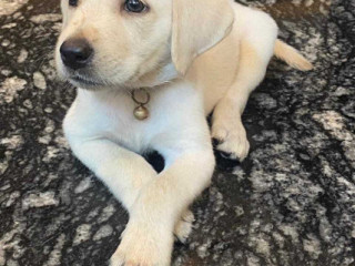 Labrador Retriever Puppies for Sale in Madurai