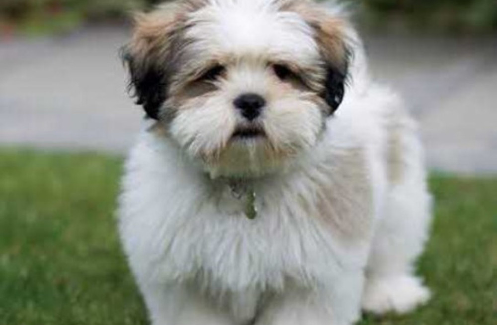 lhasa-apso-puppies-for-sale-in-madurai-big-0