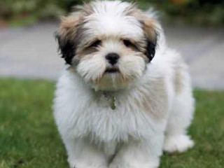 Lhasa Apso Puppies for Sale in Madurai