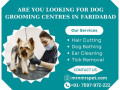 best-dog-grooming-centres-in-faridabad-small-0