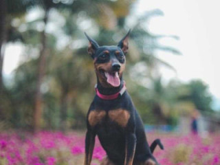 Miniature Pinscher Puppies for Sale in Madurai