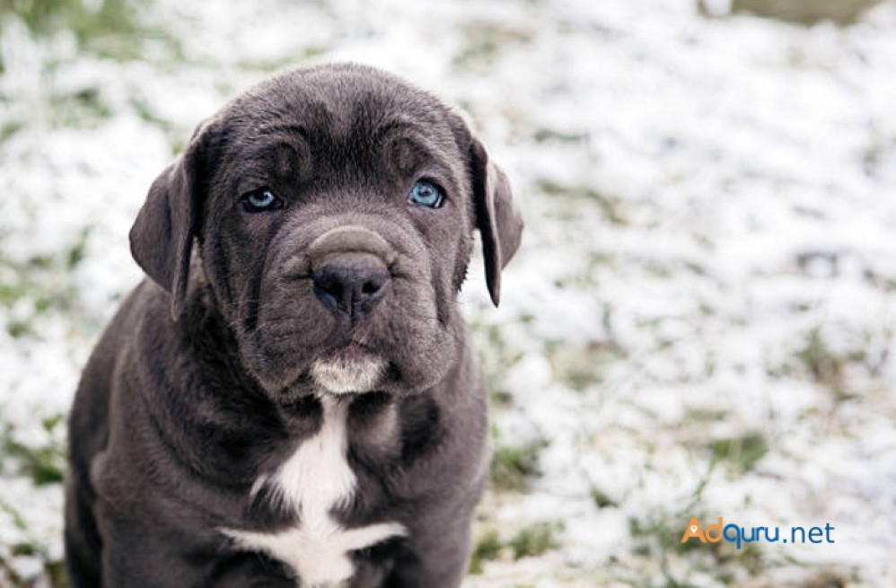 neapolitan-mastiff-puppies-for-sale-in-madurai-big-0