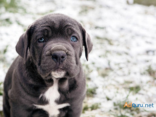 Neapolitan Mastiff Puppies for Sale in Madurai