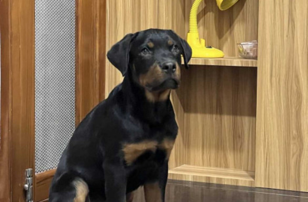 rottweiler-puppies-for-sale-in-madurai-big-0