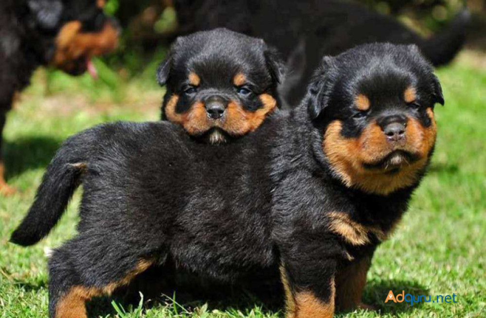 rottweiler-puppies-for-sale-in-madurai-big-1