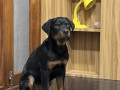 rottweiler-puppies-for-sale-in-madurai-small-0