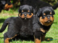 rottweiler-puppies-for-sale-in-madurai-small-1