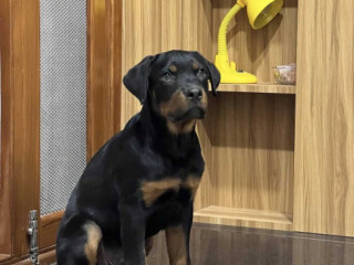 Rottweiler Puppies for Sale in Madurai