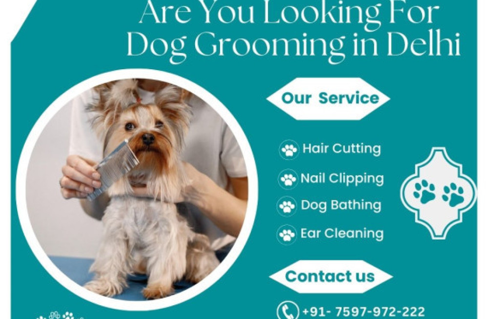 the-best-dog-grooming-in-delhi-big-0