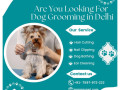 the-best-dog-grooming-in-delhi-small-0