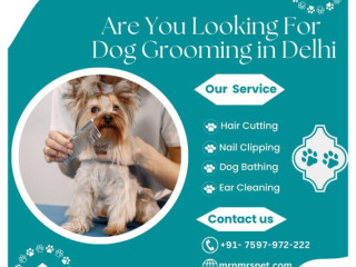 The Best Dog Grooming in Delhi