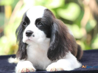 Cavalier King Charles Spaniel Puppies for Sale in Mysore