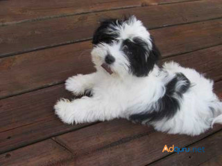 Havanese Puppies for Sale in Mysore