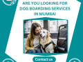 best-dog-boarding-services-in-mumbai-small-0