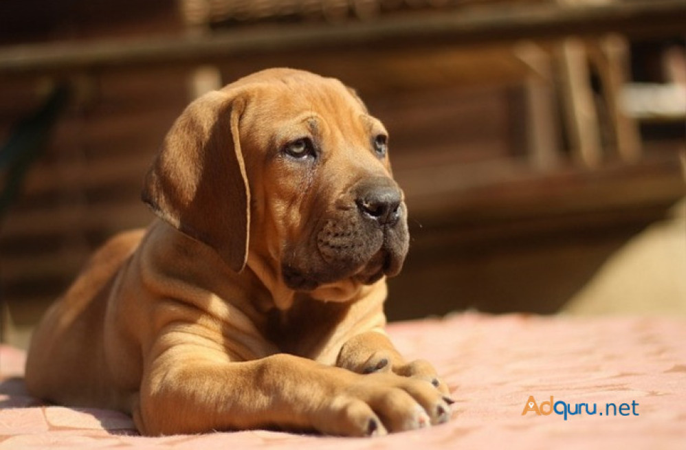 boerboel-puppies-for-sale-in-mysore-big-0