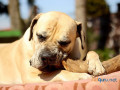 boerboel-puppies-for-sale-in-mysore-small-1