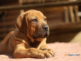 Boerboel Puppies for Sale in Mysore