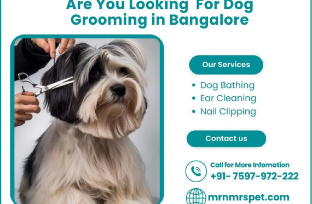 best-dog-grooming-in-bangalore-at-affordable-price-big-0