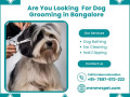 best-dog-grooming-in-bangalore-at-affordable-price-small-0