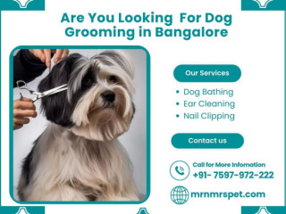 Best Dog Grooming in Bangalore at Affordable Price