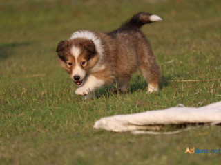 Rough Collie Puppies for Sale in Mysore