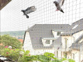 discover-the-best-pigeon-nets-for-balconies-in-hyderabad-with-philips-enterprises-small-0