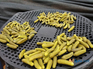 Order Online from High Quality Fresh Gherkins Supplier