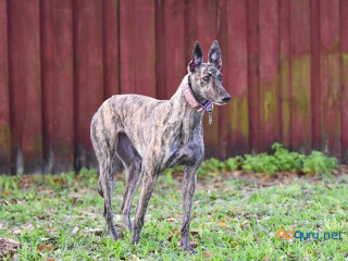 Greyhound Puppies for Sale in Mysore