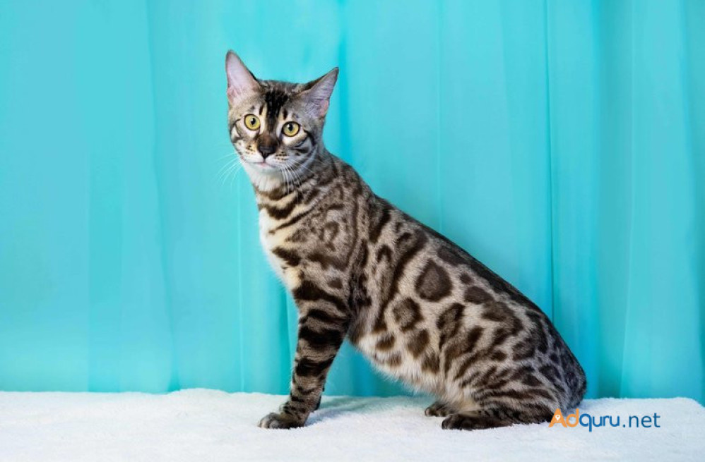 bengal-kitten-in-panipat-big-0