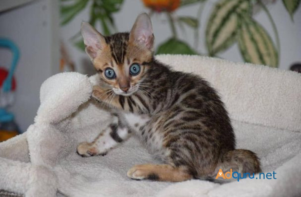 bengal-kitten-in-panipat-big-1