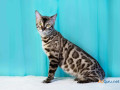 bengal-kitten-in-panipat-small-0