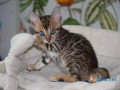 bengal-kitten-in-panipat-small-1