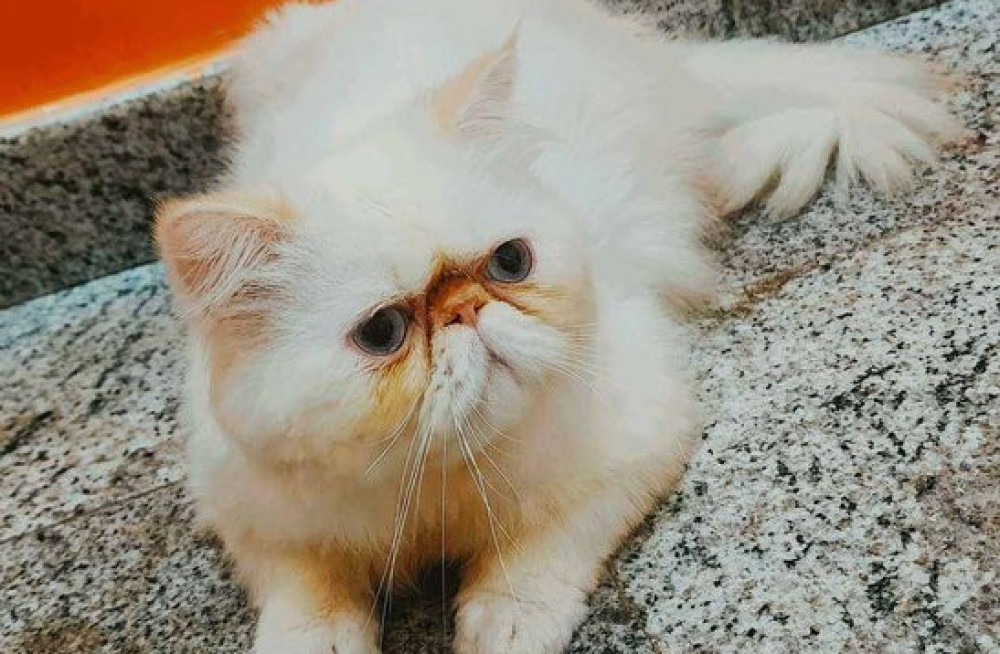 himalayan-kitten-in-panipat-big-0