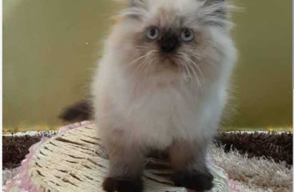 himalayan-kitten-in-panipat-big-1