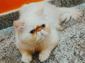 himalayan-kitten-in-panipat-small-0