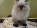 himalayan-kitten-in-panipat-small-1