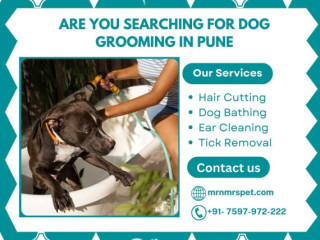 Best Dog Grooming at Home in Pune