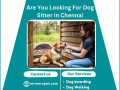 dog-sitter-in-chennai-at-affordable-price-small-0