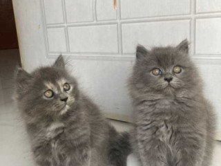 British Longhair Kitten in Madurai