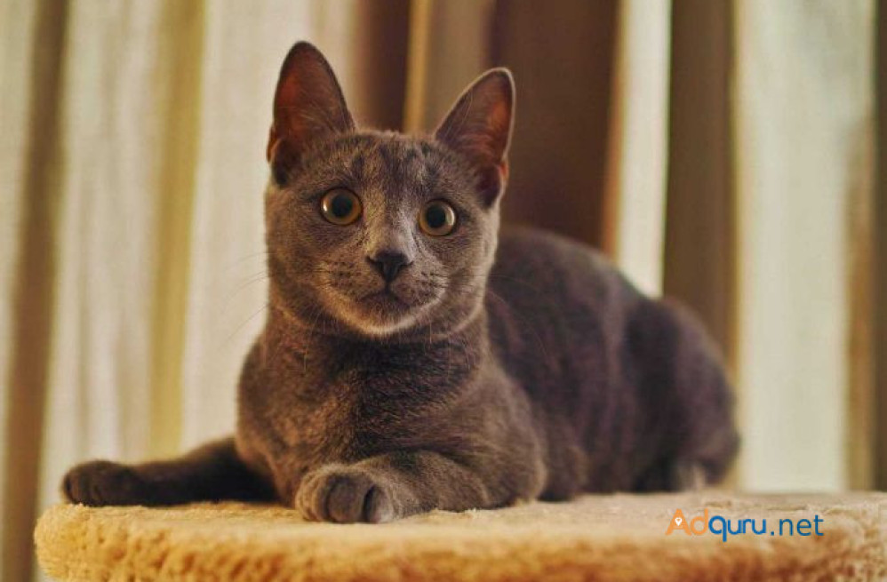 russian-blue-kitten-in-madurai-big-1