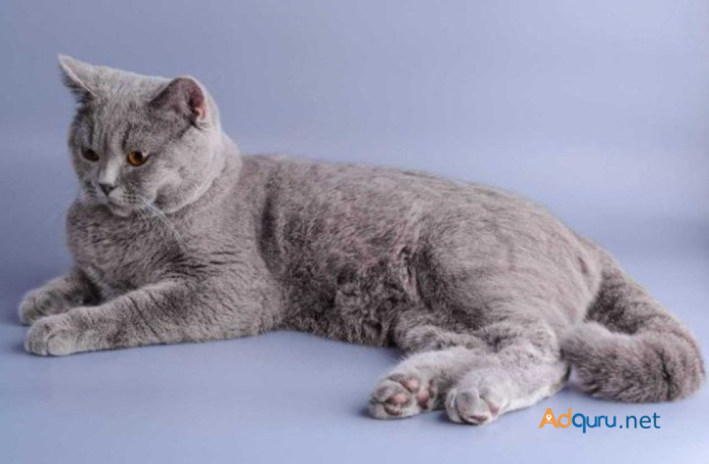 russian-blue-kitten-in-madurai-big-0