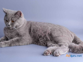 Russian Blue Kitten in Madurai